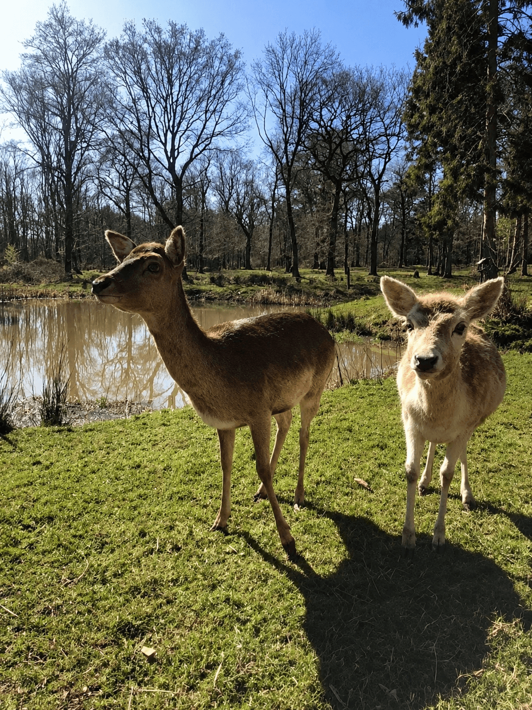 Two fallow deer beside the pond at Greenfields